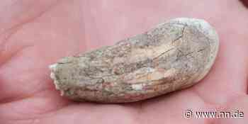 Grabfunde: Knochen von Mammut und Höhlenbär entdeckt - Ansbach, Bad Windsheim, Rothenburg, Ansbach, Gallmersgarten - NN.de