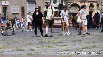 Bologna, spunta l'erba in Piazza Maggiore - il Resto del Carlino