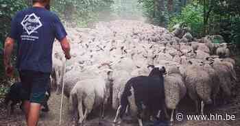 Herder met schapen en geiten op pad rond de Lilse Bergen - Het Laatste Nieuws