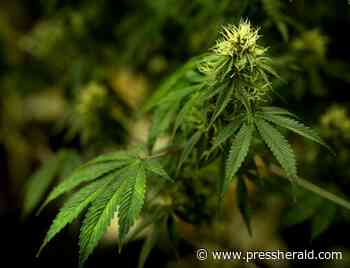 Court ruling paves way for out-of-staters to own medical marijuana dispensaries - Press Herald