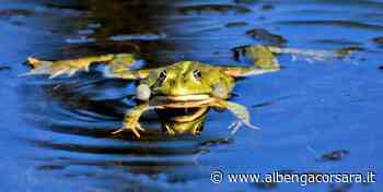 A settembre torna Albenga Dreams, manifestazione dedicata al fantasy - AlbengaCorsara News
