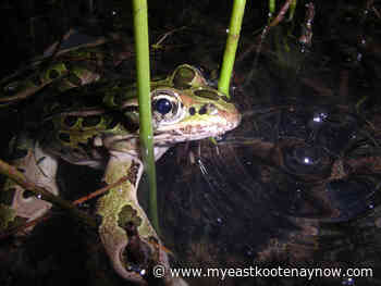 Endangered frogs reintroduced to wetlands near Kimberley - My East Kootenay Now