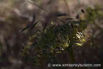 Columbia River salmon are at the core of ancient religion - Kimberley Bulletin