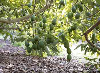 Aumentan los cultivos leñosos: el almendro, pistacho, aguacate y mango - EcomercioAgrario