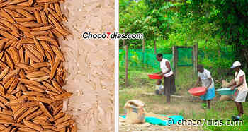 Convocan a productores de semilla de arroz del Medio Atrato - Chocó7días.com - Choco 7 Dias