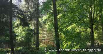 Forstbetriebsgemeinschaft in Merzig arbeitet mit Forschern in Japan - Saarbrücker Zeitung