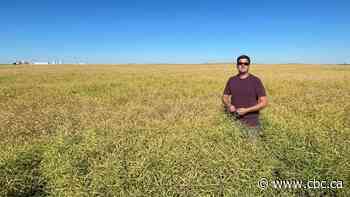 Canada's golden crop isn't built for heat. Canola breeders hope to fix that