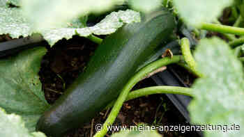 Vorsicht nach Hitze: Zucchini aus dem Garten können giftig sein