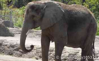 Elephant returns child's shoe - Thunder Bay - Country 105