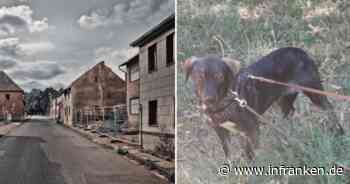 Tierheim Bamberg: Hund Benji in Kiste auf rumänischer Straße gefunden - nun hofft er auf Neuanfang