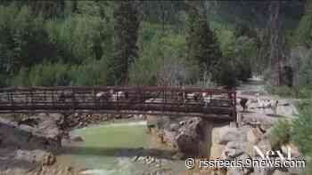Llamas rock Leadville's 100-mile race