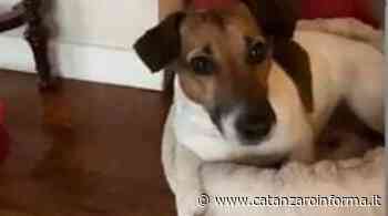 Pablo si è perso a Soverato Marina - CatanzaroInforma