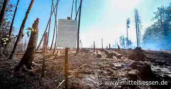 Dillenburg/Haiger: Keine Aufforstung im Brandwald - Mittelhessen
