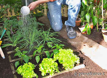 In arrivo a Sesto 10 nuovi orti sociali alla Querciola - Prima Firenze