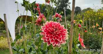 Vrijbroekpark viert 60 jaar dahlia's met muziek, kinderanimiatie en wandeling - Het Laatste Nieuws