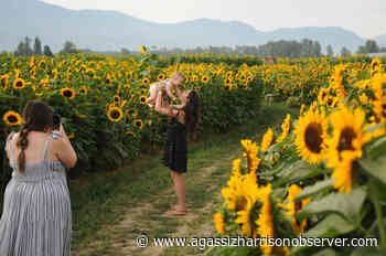 PHOTOS: Summery, sky-high sunflowers in Chilliwack - Agassiz Harrison Observer