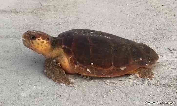 Gulf coast sea turtles appear to be recovering