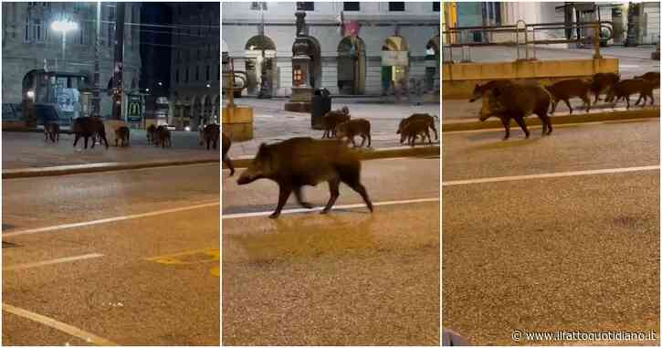 Genova, branco di cinghiali a spasso per la centralissima piazza De Ferrari. Il video della scorrazzata fa il giro della rete