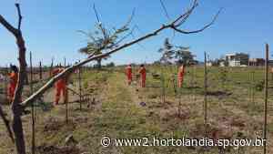 Prefeitura de Hortolandia - Entorno do condomínio Bella Ville, na região do Orestes Ôngaro, recebe plantio de 3 mil novas mudas de árvores - Prefeitura de Hortolandia (.gov)