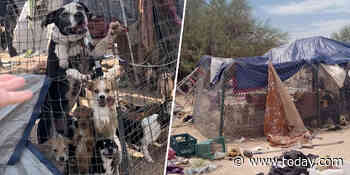 150 dogs rescued after being found living with homeless family in Arizona desert