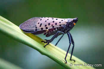 Invasive lanternflies are spreading in the US: How to protect your property