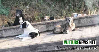 Randagismo a Melfi: "nessuna delle più efficaci azioni di contenimento del fenomeno messa in campo". La denuncia - vulturenews.net