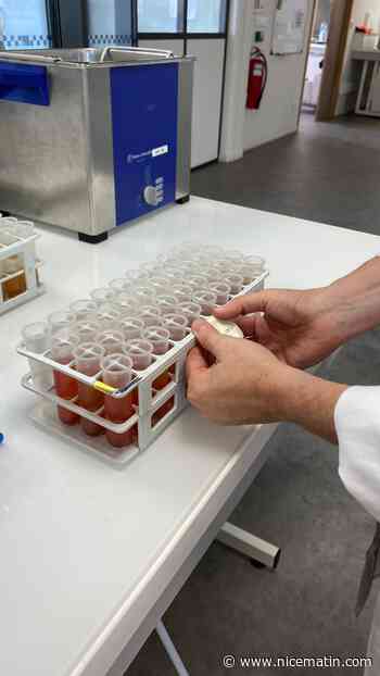 Comment le centre œnologique de Provence aide les vignerons à savoir quand commencer les vendanges