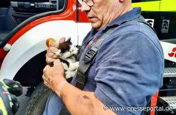 FW Kranenburg: Katze im Motorraum