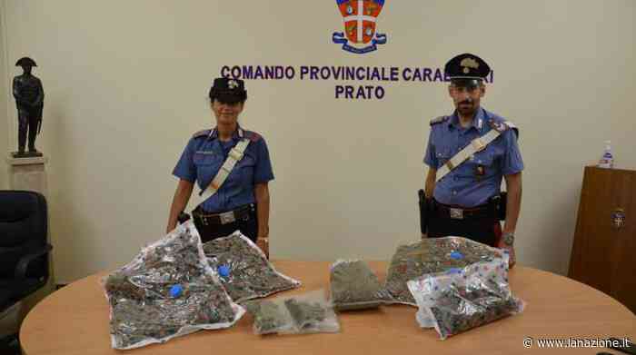 Prato, il maxisequestro di marijuana che inquieta gli investigatori - LA NAZIONE