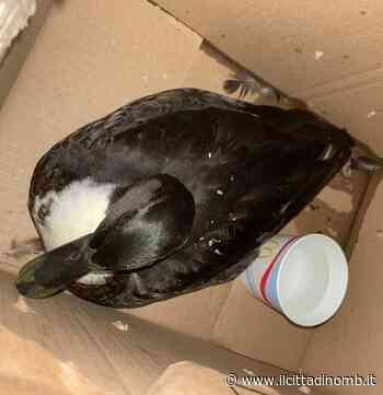 Due volpi investite vicino al Parco di Monza e un'anatra salvata a Biassono - Il Cittadino di Monza e Brianza