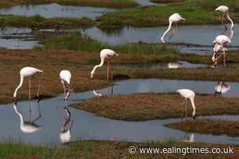 Changing weather patterns caused by climate change threatening migratory birds - Ealing Times