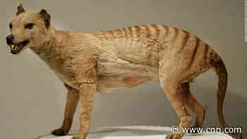 Scientists want to resurrect the extinct Tasmanian tiger