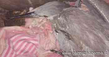 Salvato un airone con l'ala spezzata - Gazzetta di Parma