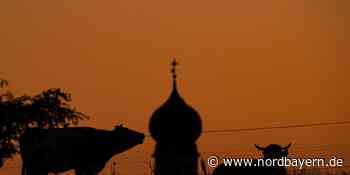 Ansbach: Trächtige Kuh wird erschreckt, Holz bohrt sich in Tier - und muss eingeschläfert werden - Nordbayern.de