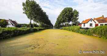 Damme-Brugge, oudste zwemwedstrijd van Europa, afgelast door eendenkroos: “Zwemmen in de Damse Vaart is zo niet verantwoord” - Het Laatste Nieuws