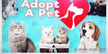 Marion County Pets: Gucci, Jasper, and Minnie - WCJB