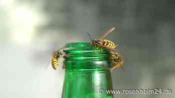 Lästig aber harmlos: Wespen und Hornissen im Spätsommer