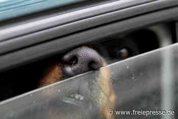 Trotz Hitze: Fahrer lassen in Chemnitz Hunde in Autos zurück, die Polizei hilft - freiepresse.de