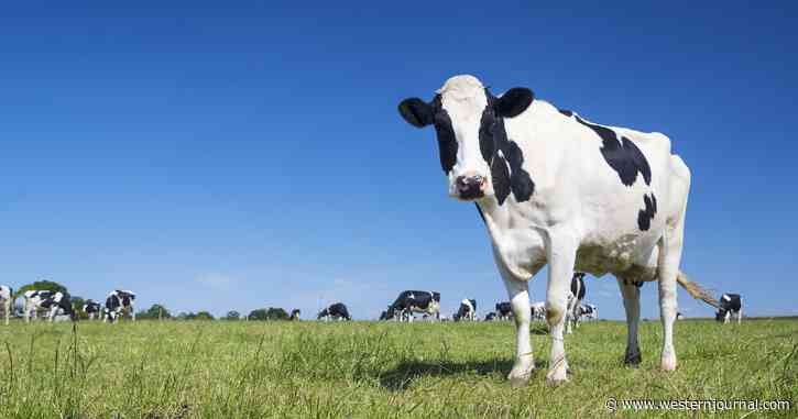 American Farmers Are Killing Their Own Crops and Selling Cows - Here's Why
