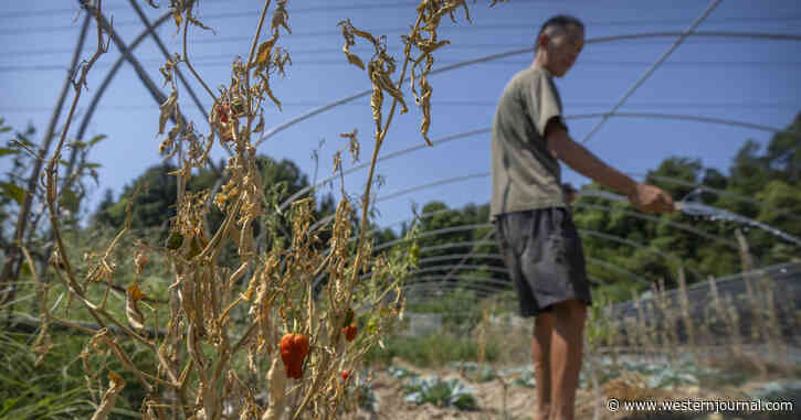 Eggplants the Size of Strawberries: China Faces Devastating Crop Failures