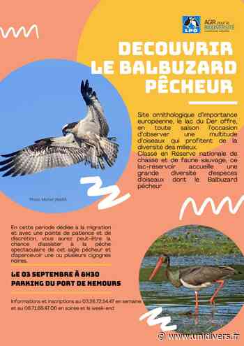 Découvrir le Balbuzard pêcheur Lac du Der Port de Nemours samedi 3 septembre 2022 - Unidivers