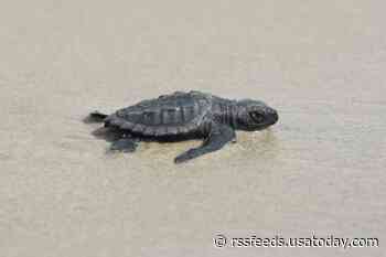 World's tiniest sea turtle species discovered nesting in Louisiana for first time in 75 years