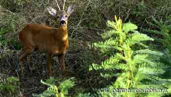 Caprioli nel torrente Parma: spettacolo a due passi dal centro - foto - La Repubblica