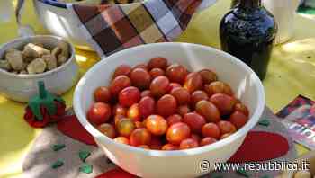 Il pomodorino di Manduria è tornato a splendere - la Repubblica