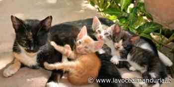 Un modulo prestampato per denunciare una colonia felina - La Voce di Manduria