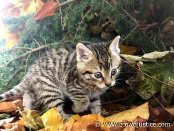 JUSTICE FOR FINLAY - CrowdJustice