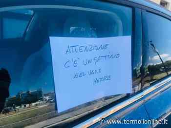 Termoli: Gattino nel vano motore - Termoli Online