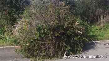 Albero abbattuto dal vento, auto ci finisce contro al Sinarca - Termoli Online