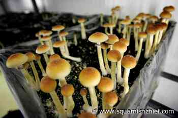 Stigma against psychedelics could fade with decriminalization in B.C., experts say - Squamish Chief