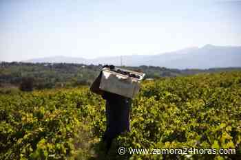 La vendimia tradicional en Zamora, condenada a desaparecer en un año de recogida madrugadora por el calor - Zamora24horas.com